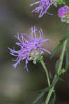 Roughleaf blazing star <BR>Tall blazing star